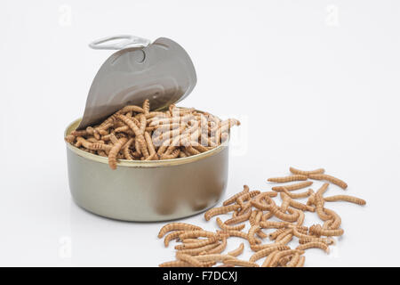 Kann der Mehlwürmer/Tenebrio Molitor, symbolisch für die Phrase: "öffnen Sie eine Dose Würmer". Metapher für Entomophagy, Essbare Insekten, essbare Bugs, essen von Insekten. Stockfoto