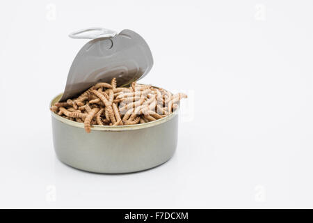 Kann der Mehlwürmer/Tenebrio Molitor, symbolisch für die Phrase: "öffnen Sie eine Dose Würmer". Metapher für Entomophagy, Essbare Insekten, essbare Bugs, essen von Insekten. Stockfoto