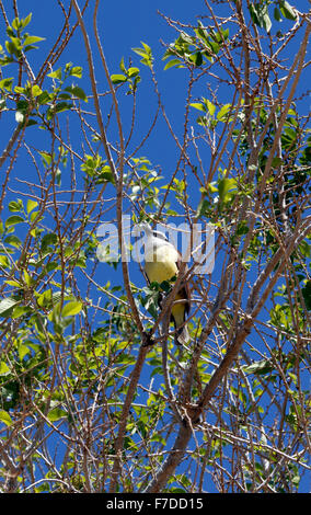 Soziale Flycatcher Myiozetetes similis Stockfoto