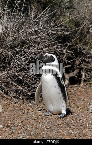 Magellanic Penguin stehen. El Pedral, Punta Ninfas, Provinz Chubut, Patagonien, Argentinien. Stockfoto