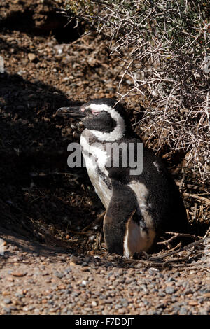 Magellanic Penguin stehen. El Pedral, Punta Ninfas, Provinz Chubut, Patagonien, Argentinien. Stockfoto