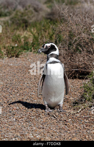 Magellanic Penguin stehen. El Pedral, Punta Ninfas, Provinz Chubut, Patagonien, Argentinien. Stockfoto