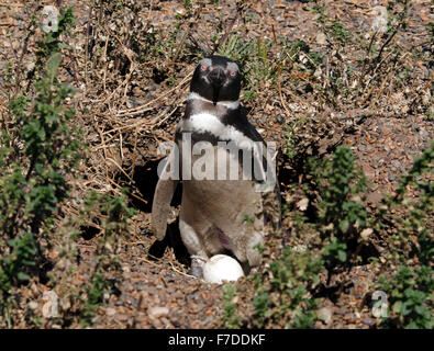 Magellanic Penguin mit seinem Ei stehen. El Pedral, Punta Ninfas, Provinz Chubut, Patagonien, Argentinien. Stockfoto