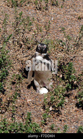 Magellanic Penguin mit seinem Ei stehen. El Pedral, Punta Ninfas, Provinz Chubut, Patagonien, Argentinien. Stockfoto