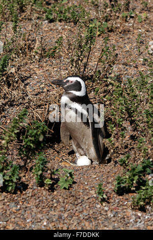 Magellanic Penguin mit seinem Ei stehen. El Pedral, Punta Ninfas, Provinz Chubut, Patagonien, Argentinien. Stockfoto