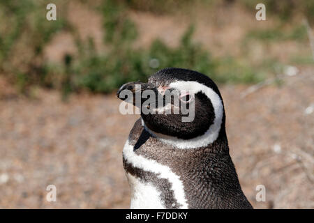 Magellanic Penguin stehen. El Pedral, Punta Ninfas, Provinz Chubut, Patagonien, Argentinien. Stockfoto