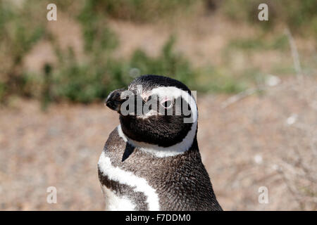 Magellanic Penguin stehen. El Pedral, Punta Ninfas, Provinz Chubut, Patagonien, Argentinien. Stockfoto