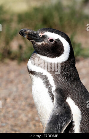 Magellanic Penguin stehen. El Pedral, Punta Ninfas, Provinz Chubut, Patagonien, Argentinien. Stockfoto