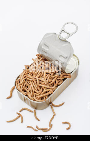 Kann der Mehlwürmer/Tenebrio Molitor, symbolisch für die Phrase: "öffnen Sie eine Dose Würmer". Metapher für Entomophagy, Essbare Insekten, essbare Bugs, essen von Insekten. Stockfoto