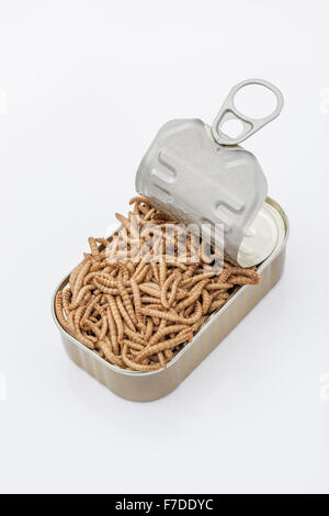 Kann der Mehlwürmer/Tenebrio Molitor, symbolisch für die Phrase: "öffnen Sie eine Dose Würmer". Metapher für Entomophagy, Essbare Insekten, essbare Bugs, essen von Insekten. Stockfoto