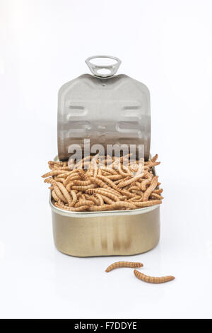 Kann der Mehlwürmer/Tenebrio Molitor, symbolisch für die Phrase: "öffnen Sie eine Dose Würmer". Metapher für Entomophagy, Essbare Insekten, essbare Bugs, essen von Insekten. Stockfoto