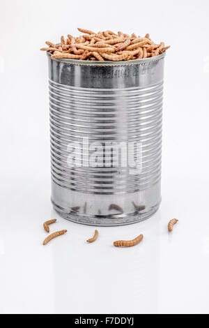 Kann der Mehlwürmer/Tenebrio Molitor, symbolisch für die Phrase: "öffnen Sie eine Dose Würmer". Metapher für Entomophagy, Essbare Insekten, essbare Bugs, essen von Insekten. Stockfoto