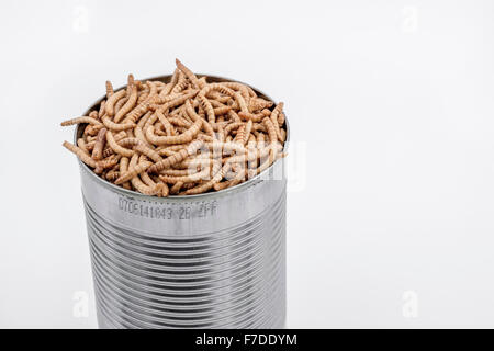 Kann der Mehlwürmer/Tenebrio Molitor, symbolisch für die Phrase: "öffnen Sie eine Dose Würmer". Metapher für Entomophagy, Essbare Insekten, essbare Bugs, essen von Insekten. Stockfoto