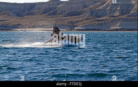 Südlichen Glattwal (Eubalaena Australis) verletzt Stockfoto