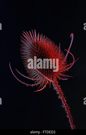 Nahaufnahme von einem wilden Karde (Dipsacus Fullonum) im Herbst. Diese wurden historisch in Tuch-Herstellung verwendet. Stockfoto