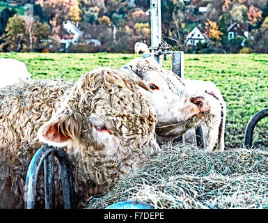 Kühe im Freien, munching Heu: Kuehe auf der Weide, Heu fressend Stockfoto