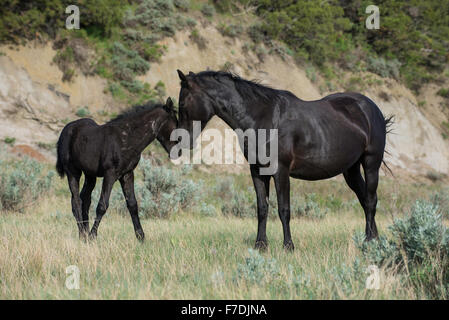 Wild Horse, (Equs Ferus), Mustang und Colt, Feral, Theodore-Roosevelt-Nationalpark, N. Dakota, USA Stockfoto