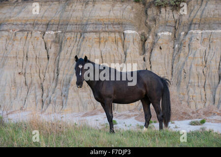 Wildpferd (Equs Ferus), Mustang, Feral, Theodore-Roosevelt-Nationalpark, N. Dakota, USA Stockfoto