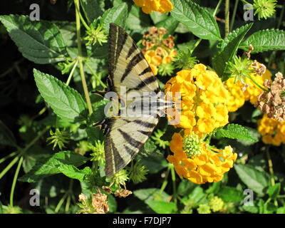 Schmetterling auf gelbe Blume Stockfoto