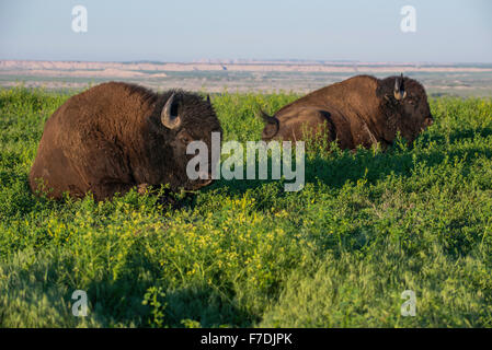 Amerikanische Bisons (Bison Bison) Erwachsene Weiden auf Wiesen, im Westen Nordamerikas Stockfoto