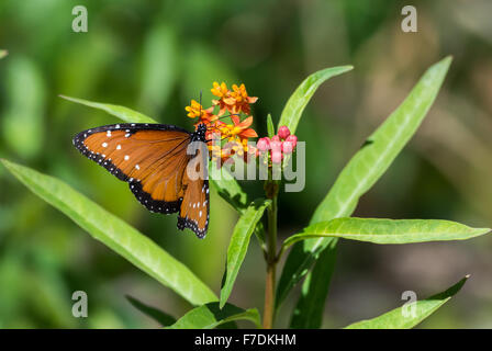 Eine orange Königin Schmetterling (Danaus Gilippus) Wildblumen herumtanzen. Der Saguaro National Park, Tucson, Arizona, USA. Stockfoto