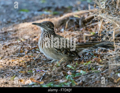 Eine größere Roadrunner (Geococcyx Californianus) in der Wüste Südwesten. Tucson, Arizona, USA. Stockfoto