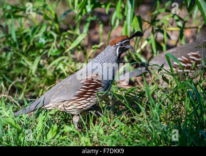 Ein Gambels Wachteln (Art Gambelii) in der Wüste Südwesten. Tucson, Arizona, USA. Stockfoto