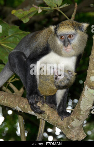 Lowe es Mona Affen (weibliche und stillen Baby), Boabeng-Fiema Monkey Sanctuary, Ghana Stockfoto