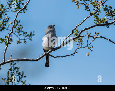 Ein schwarz-angebundene Gnatcatcher (Polioptila Melanura) auf einem Ast. Tucson, Arizona, USA. Stockfoto