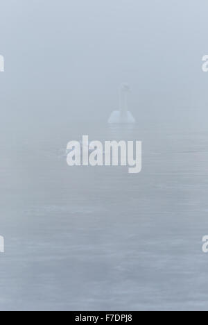 Schwäne in den frühen Morgenstunden an einem kalten, nebligen Morgen Stockfoto