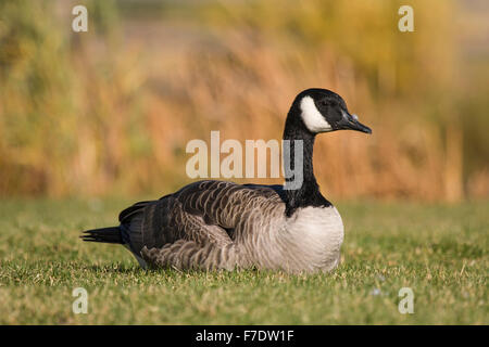 Kanadische Gans ruhen Stockfoto