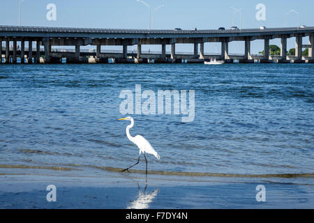 Fort Ft. Pierce Florida, Indian River Water Lagoon, Autobahn A1A Brücke, Wasser, große Reiher weißen Reiher gemeinsamen, Vogelvögel, Ardea Alba, Besucher reisen Stockfoto