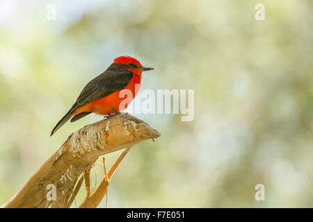 Männliche Vermillion Flycatcher auf Ast (Pyrocephalus Rubinus) Stockfoto