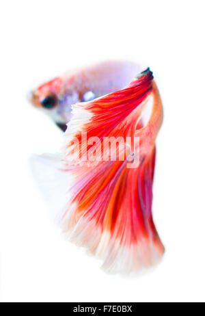 Betta Fisch Halbmond Stockfoto