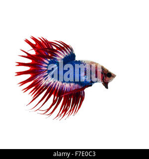 Betta Fisch Halbmond Stockfoto