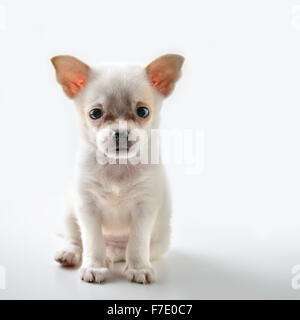 Chihuahua-Welpe Stockfoto