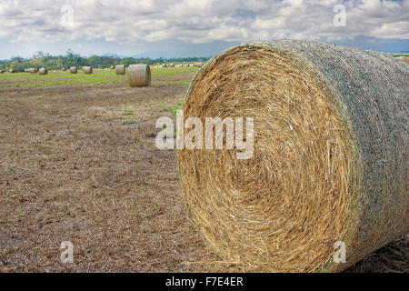 Nahaufnahme von Heuballen im Feld an bewölkten Tag Stockfoto