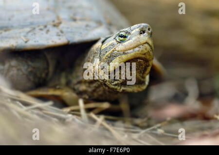 Die vom Aussterben bedrohten Annam Blatt Schildkröte (Mauremys Annamensis) in Gefangenschaft im Turtle Conservation Center in Vietnam. Stockfoto