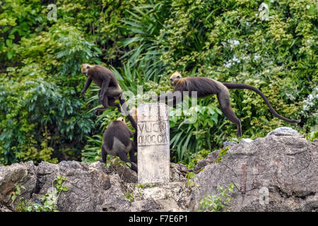 Vom Aussterben bedroht spielen Cat Ba Languren (Trachypithecus p. Poliocephalus), um das Cat Ba Schutzgebiet Zeichen Stockfoto