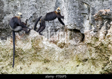 Eine weibliche Katze Ba Languren (Trachypithecus p. Poliocephalus) in oestrous präsentiert eine männlich, Cat Ba Island, Vietnam Stockfoto