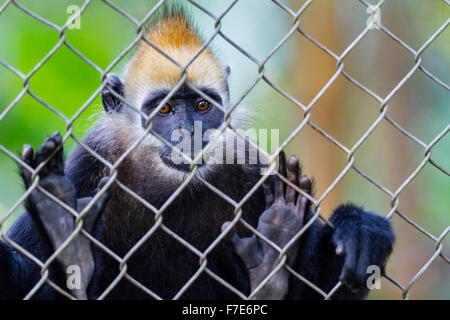 Captive Cat Ba Languren (Trachypithecus p. Poliocephalus), Endangered Primate Rescue Center, Cuc Phuong Nationalpark, Vietnam Stockfoto