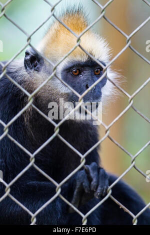 Captive Cat Ba Languren (Trachypithecus p. Poliocephalus), Endangered Primate Rescue Center, Cuc Phuong Nationalpark, Vietnam Stockfoto