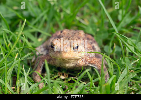 Nahaufnahme des schönen Frosch versteckt im grünen Rasen und Blick in die Kamera. Stockfoto