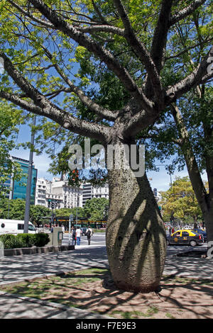 Die Seide Zahnseide Baum Ceiba Speciosa, ehemals Chorisia Speciosa ist eine Art von Laubbaum Südamerika heimisch Stockfoto