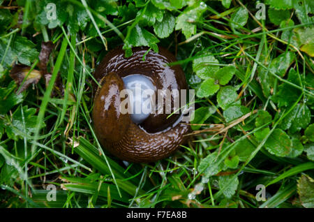 Schwarze Schnecken oder Runde wieder Schnecken Paarung (Arion Ater), Schweiz Stockfoto