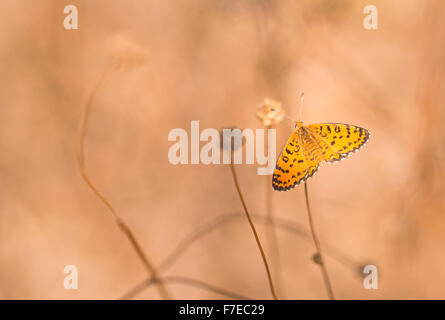 Lesser Spotted Fritillary (Melitaea Trivia) erschossen Schmetterling in Israel, Sommer August Stockfoto