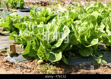 kleine Bio-Gemüsegarten Stockfoto