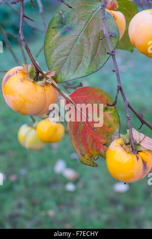 Kaki aus einem Ast hängen. Zwei Blätter mit Herbstfarben im Vordergrund. Stockfoto