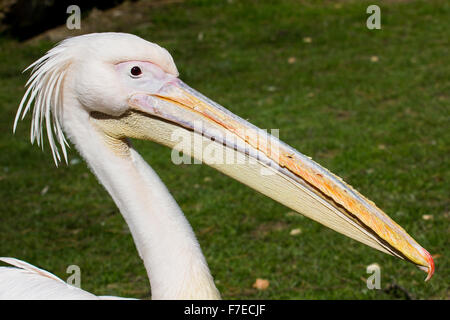 Krauskopfpelikan (Pelecanus Crispus), Porträt, Deutschland Stockfoto