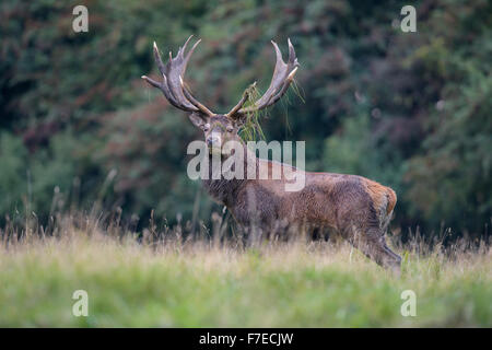 Rothirsch (Cervus Elaphus), Royal Hirsch in der Nähe von Wald, brüllen, Grasland in Geweih, Seeland, Dänemark Stockfoto